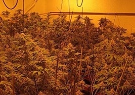 Plantación de marihuana descubierta.