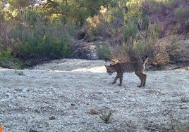 Uno de los cachorros de lince.