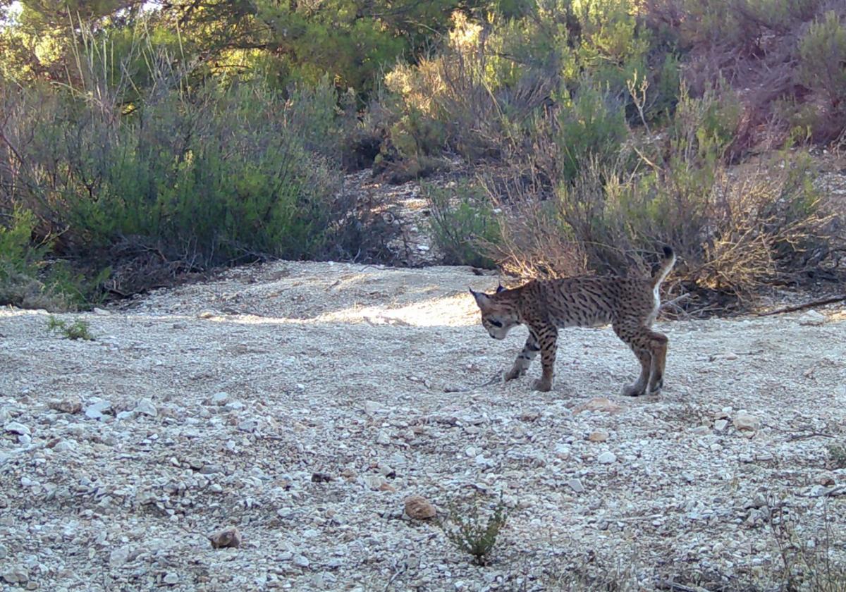 Uno de los cachorros de lince.