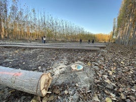 Los productores de Granada adjudican en subasta el 55% de los primeros lotes de madera de chopo con certificación en gestión forestal sostenible