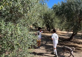 Una finca de olivar de Íllora, aliviada por las últimas lluvias.