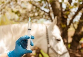 Una vacuna para proteger de la fiebre del Valle del Nilo Occidental.