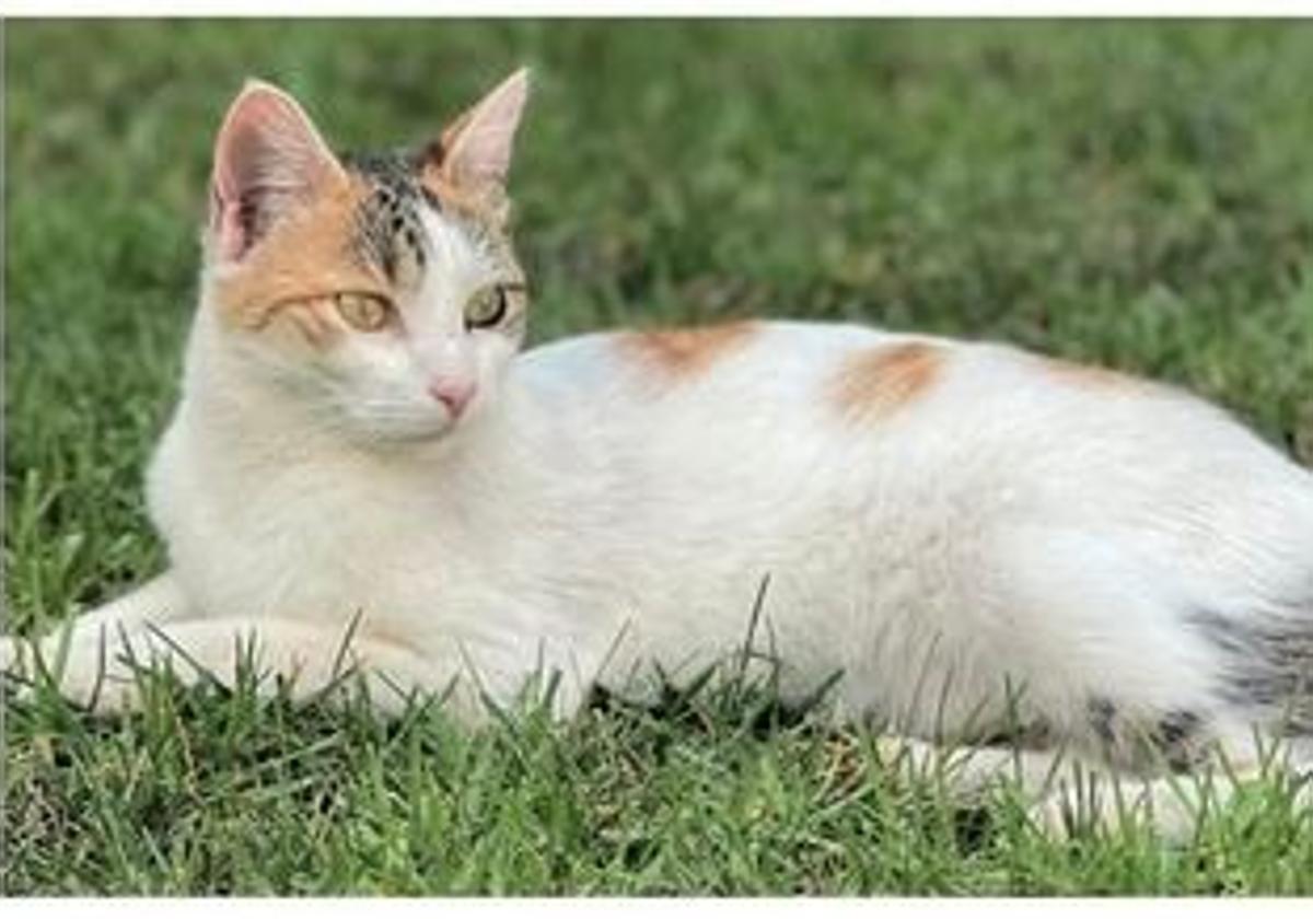 Ofrecen una recompensa por localizar a una gata perdida en Gójar