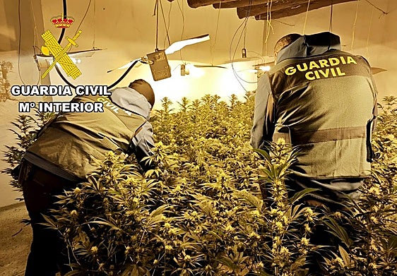 Plantación de marihuana en la aldea de Ribera Alta, en Alcalá la Real.
