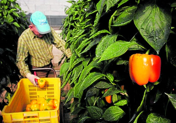 Coexphal, primera Medalla de la Agricultura de la Provincia