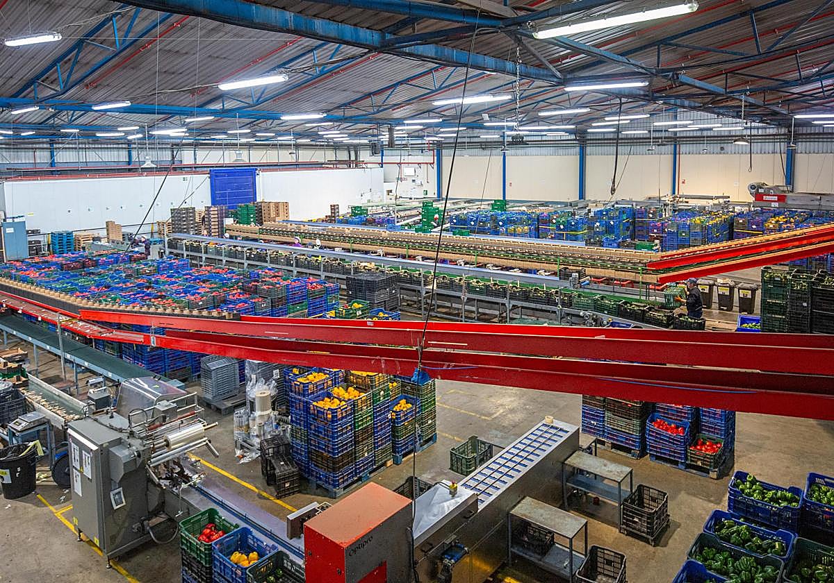 Agroponiente incrementa un 18% su volumen en los primeros meses de campaña