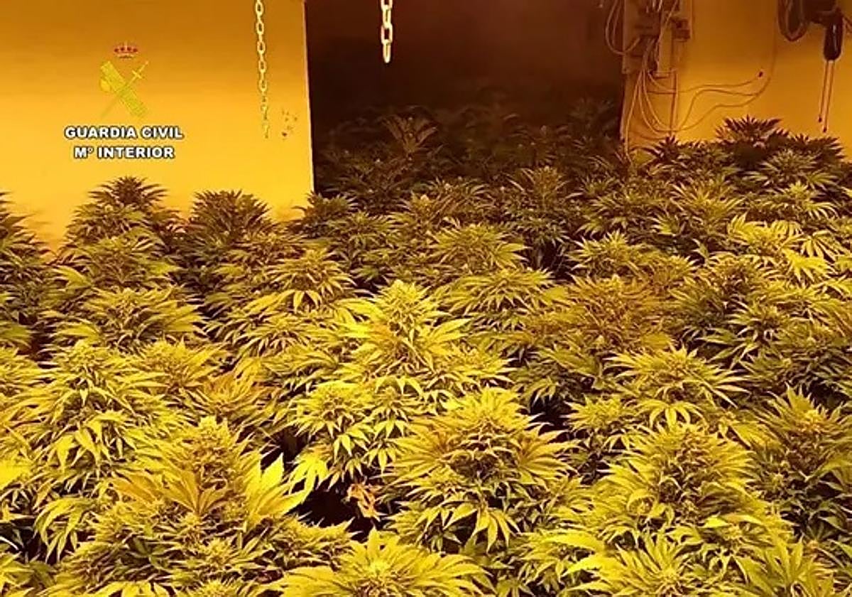 Desmantelan nueve centros de producción en Pozo Alcón: 2.005 plantas de marihuana y tres detenidos