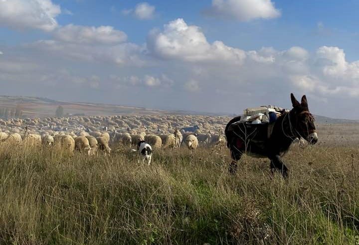 El burro Problemas guía al rebaño hasta su destino en Vilches.