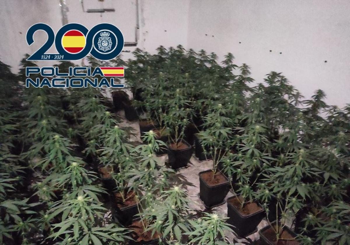 Dos detenidos tras caer una plantación 'indoor' de marihuana en una vivienda de Granada