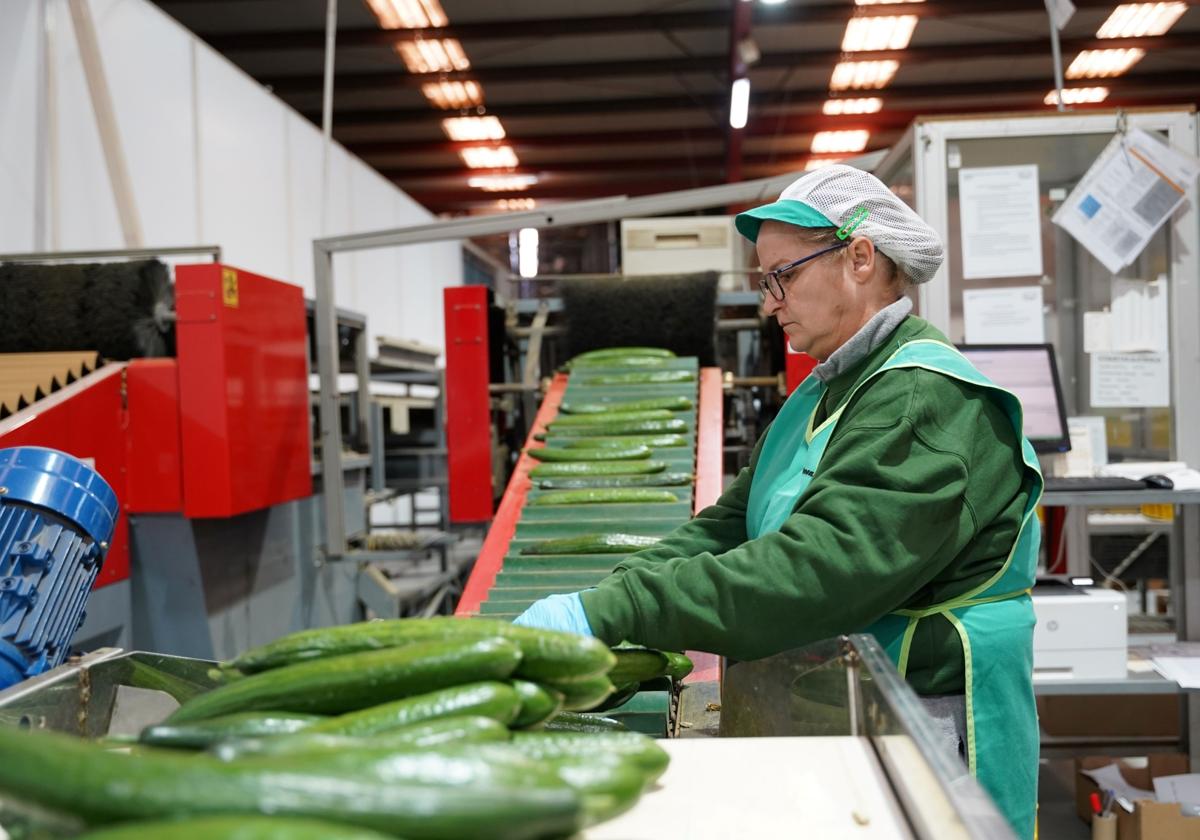 Una profesional de BioProcam manipulando pepino en sus instalaciones