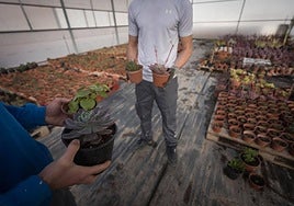 Una imagen sobre las plantas y el prójimo: «El afecto por lo cercano empieza en las plantas»