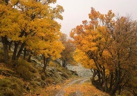 Ruta por el 'Bosque Encantado' de Granada.