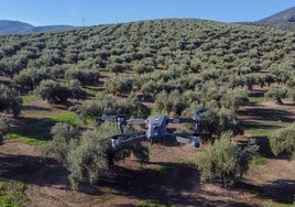 Un dron de la Guardia Civil sobrevuela un olivar jienense.