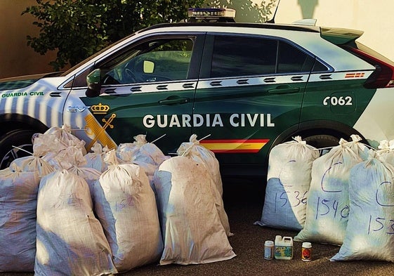 Tres detenidos tras desmantelar una plantación de marihuana en Paterna del Río