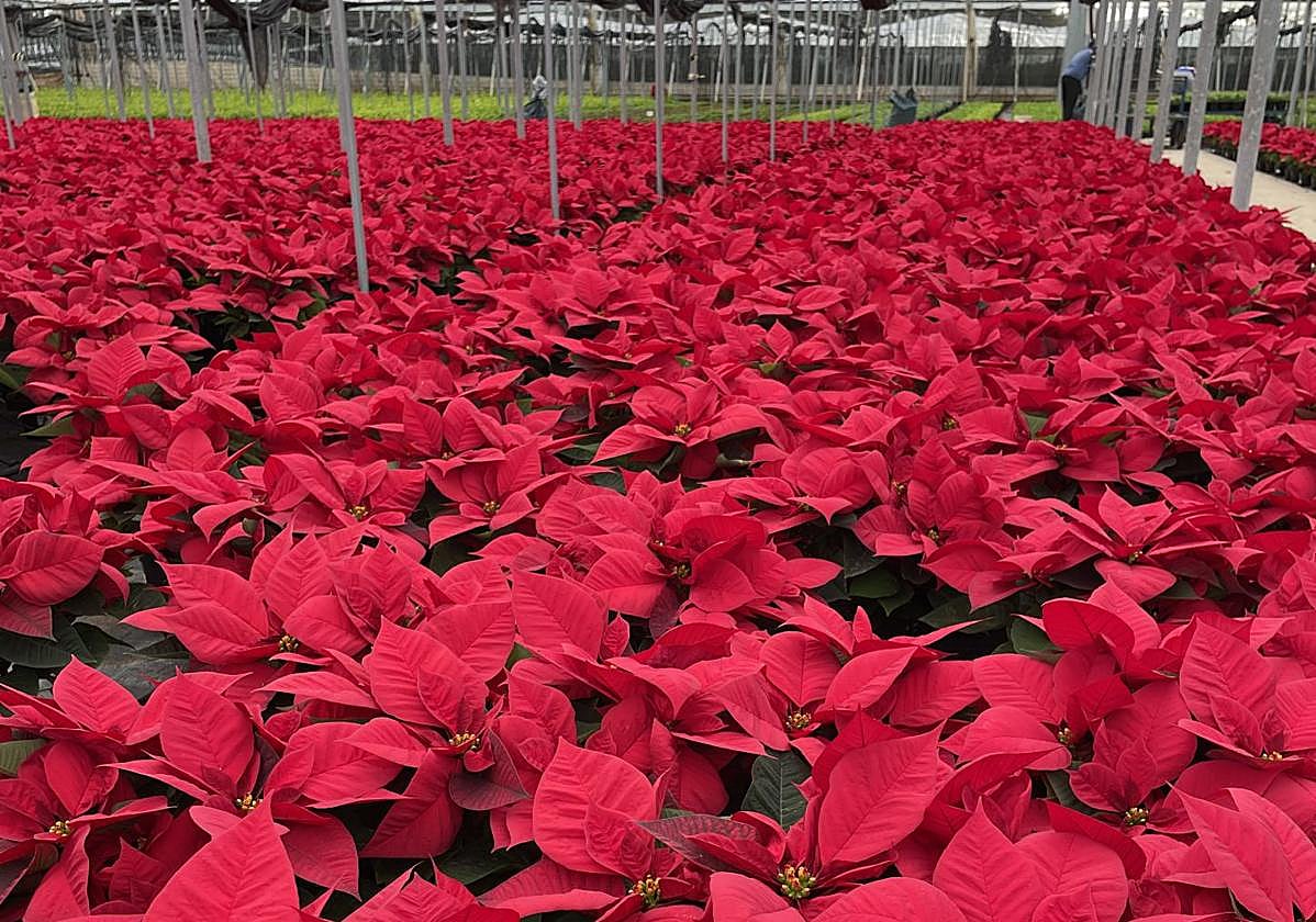 En Figueplant se han comercializado más de 250.000 ejemplares de Poinsettia sólo esta Navidad.