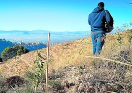 Un plantón crece en el cerro de San Miguel.