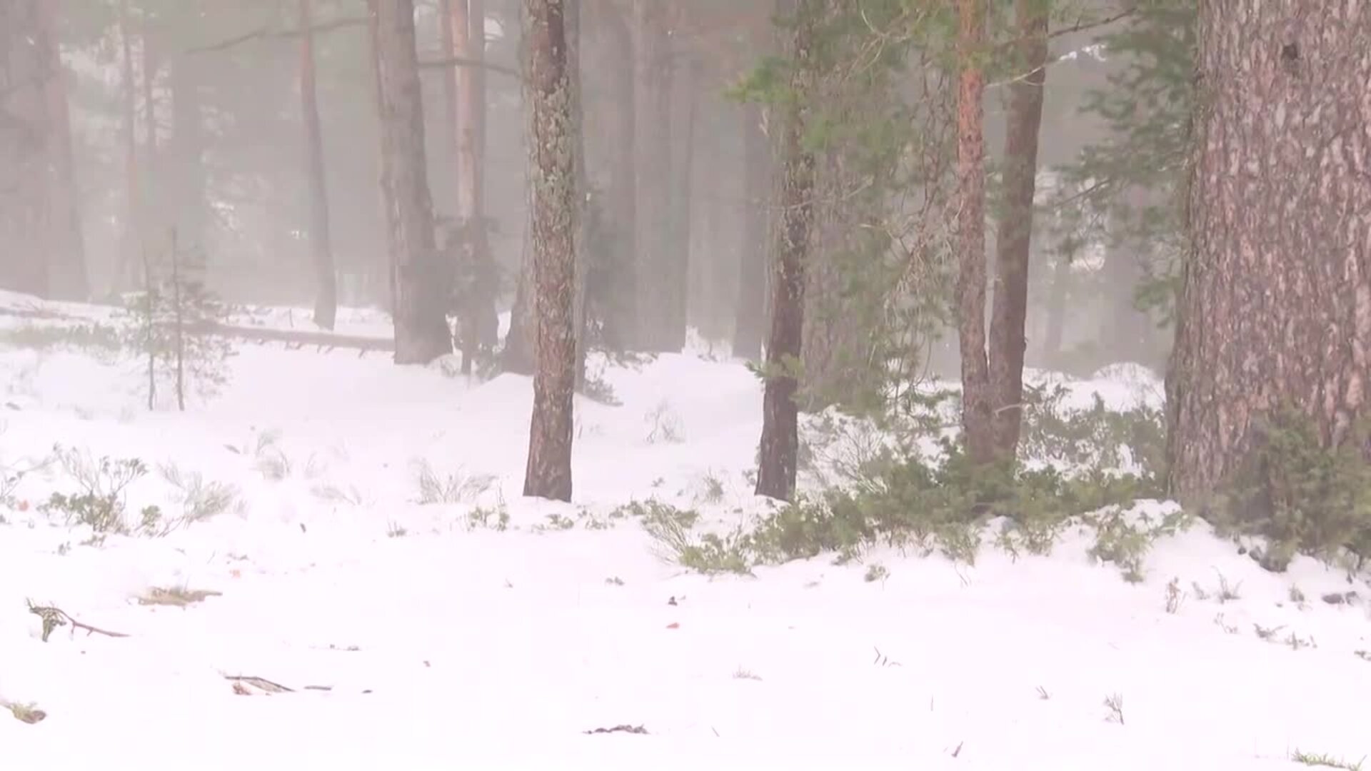 Ciudadanos disfrutan de la nieve estas vacaciones en Navacerrada (Madrid) a pesar del frío