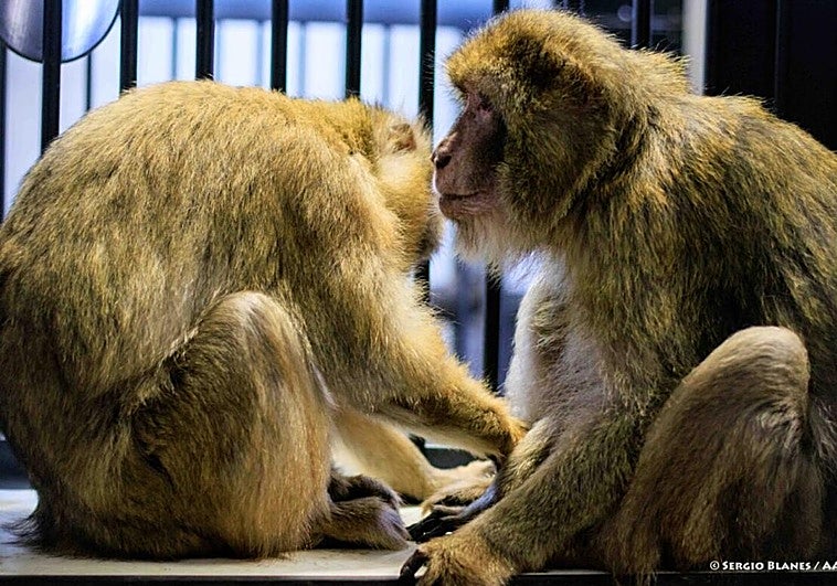 Lori y Meyers, los dos monos rescatados en una casa de Granada, conviviendo juntos