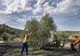 Agricultores en plena campaña de aceituna en una imagen de archivo