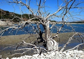 Un árbol seco junto a un embalse, de archivo.