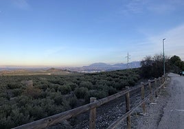 La Vía Verde del Aceite discurre entre olivares.
