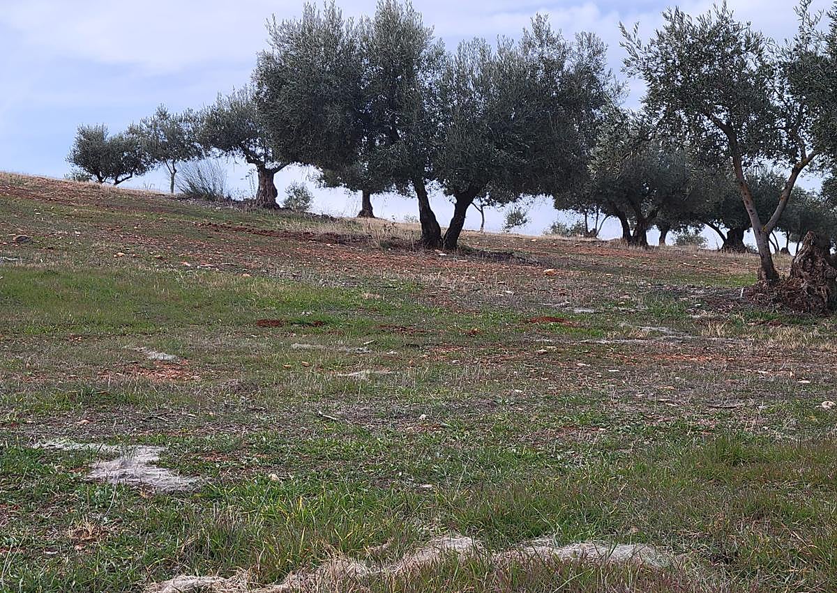 Imagen secundaria 1 - Arriba, un grupo de orugas peludas. 'Telarañas' donde se crían entre los olivos de la Dehesa del Generalife 