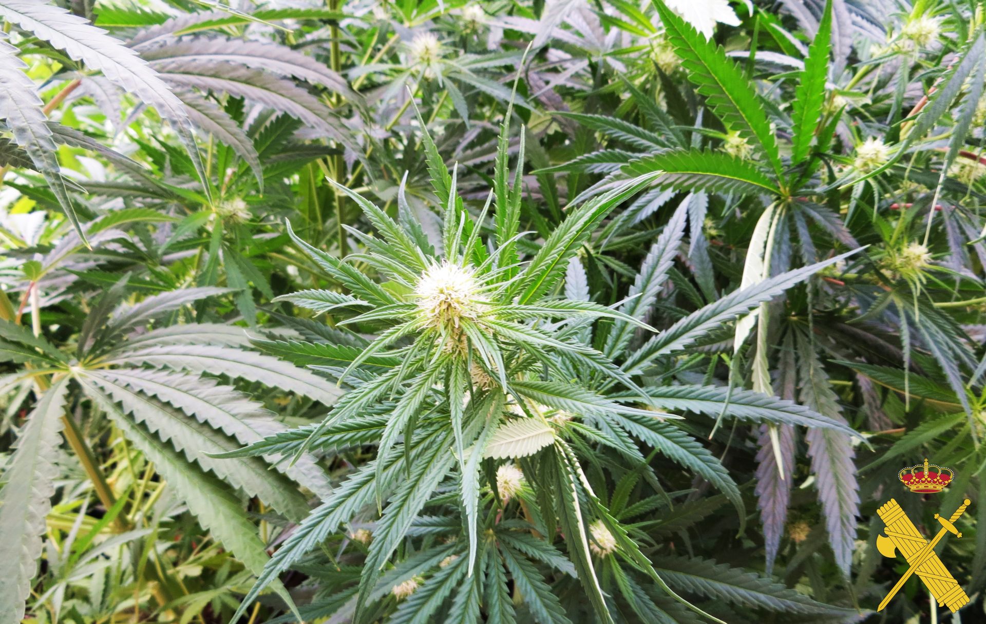 Imagen de archivo de una planta de marihuana.