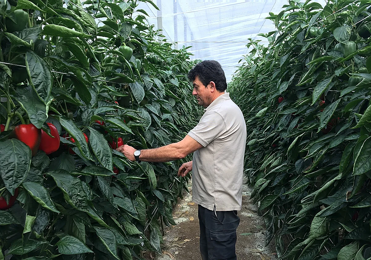 Estados Unidos cierra de golpe la puerta al pimiento de Almería a horas del aterrizaje de Trump