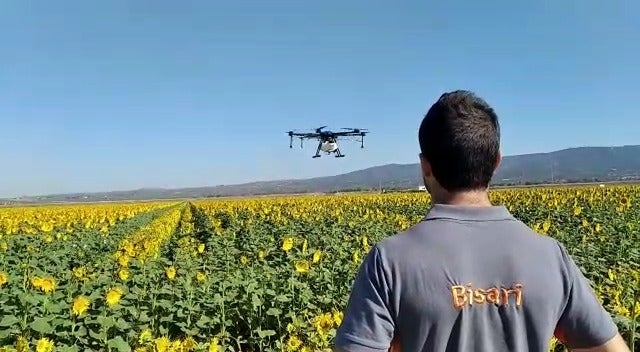 Jesús polinizando girasol con un dron.