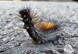 Un ejemplar de oruga de los prados, ayer en Huétor Vega.