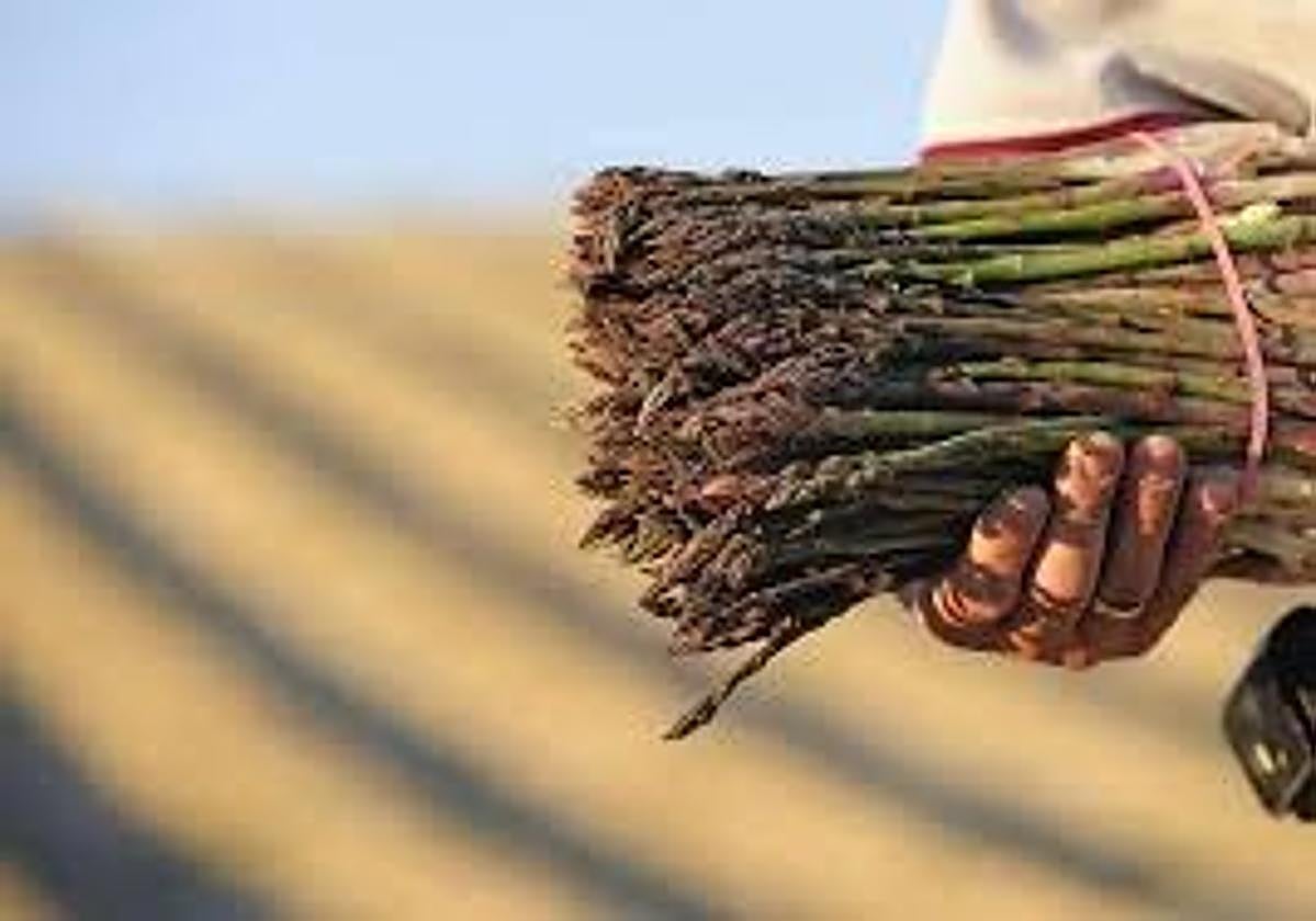 Una oferta de 50 puestos de trabajo en Granada con sueldo de 57 euros la jornada.