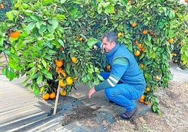 Pedro Muñoz, un joven agricultor sevillano, ejemplo de relevo en el campo , en su explotación de cítricos.