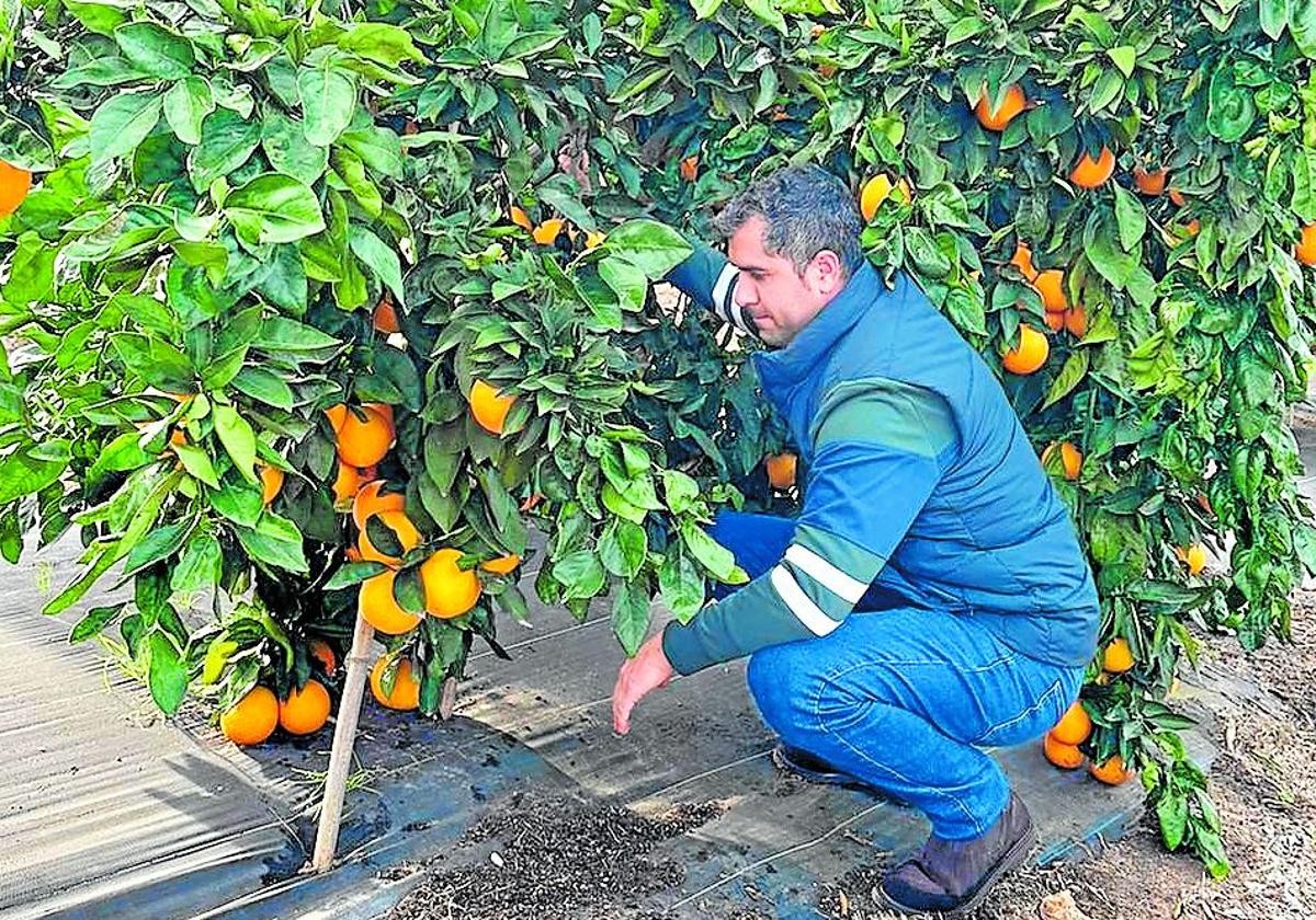 Pedro Muñoz, un joven agricultor sevillano, ejemplo de relevo en el campo , en su explotación de cítricos.