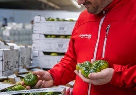 Tomate Raf de Agroponiente.