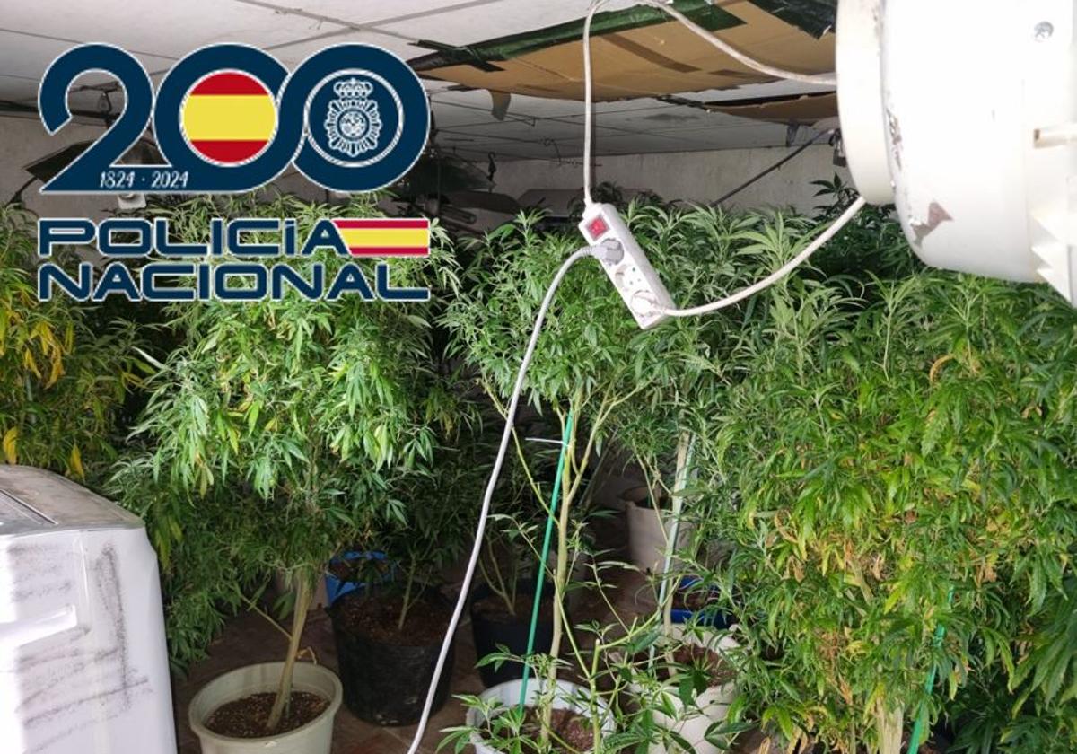 Marihuana incautada en un cortijo de Atarfe.