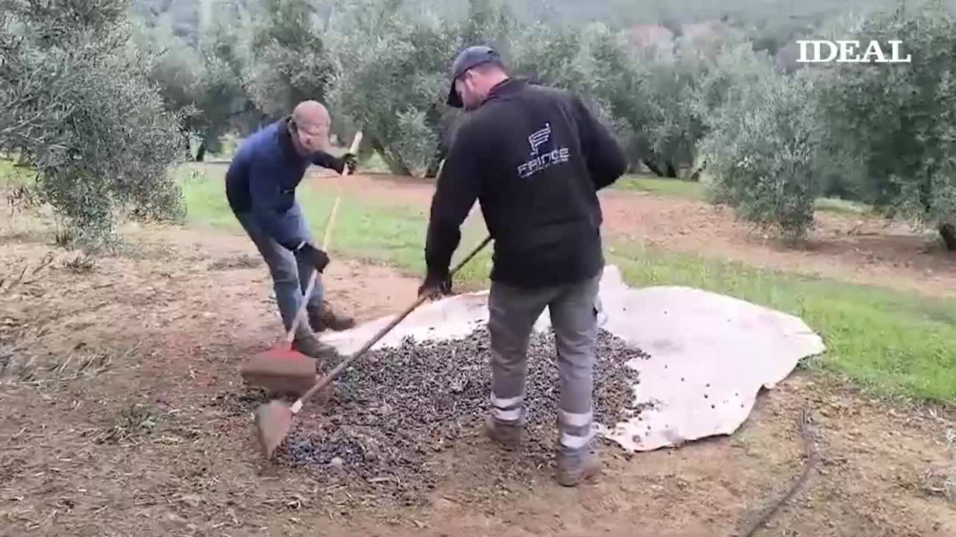 Recogida de la aceituna en Jaén