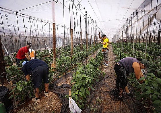 Imagen de archivo de trabajadores en un invernadero.