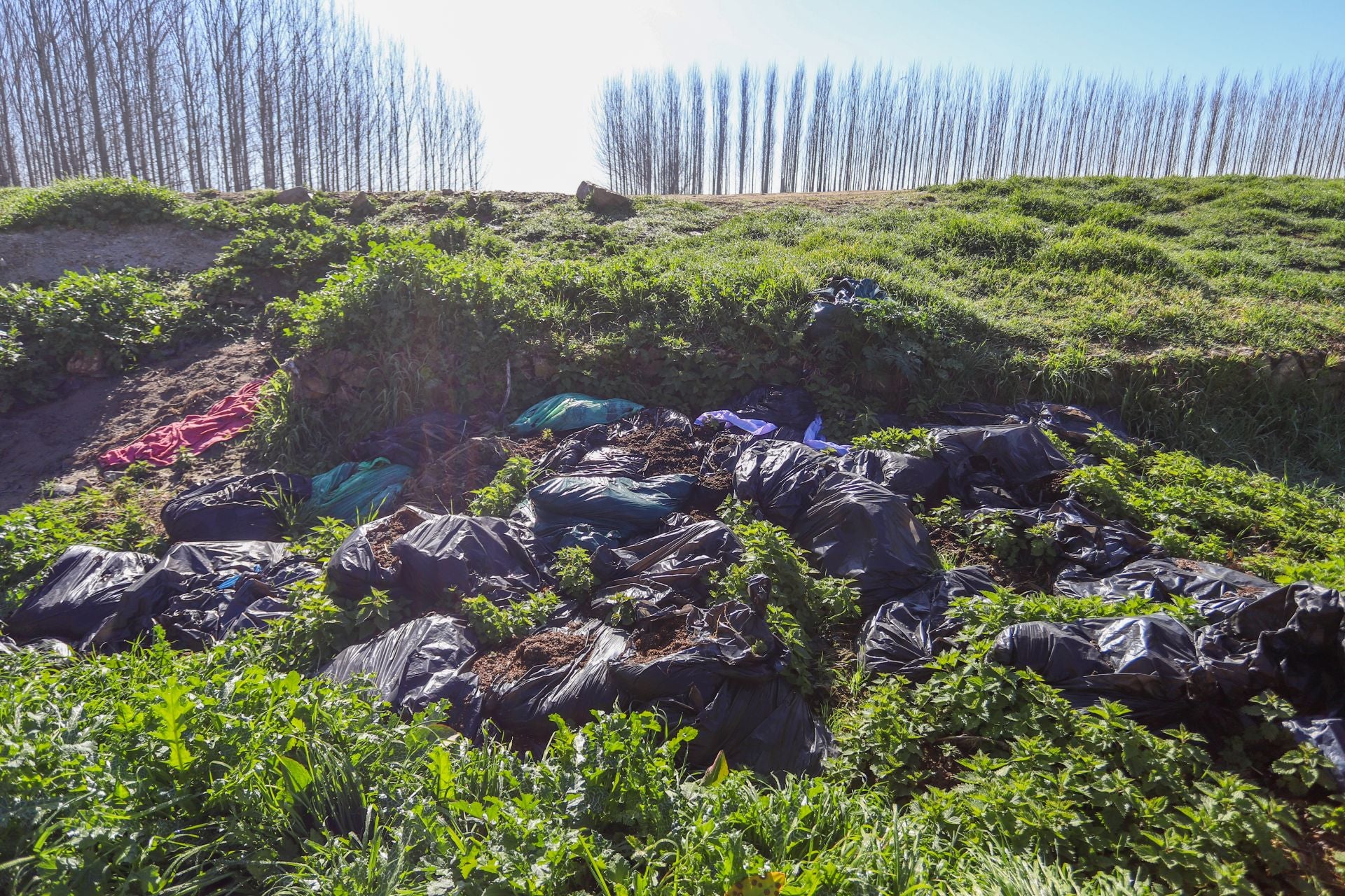 Recorrido por la marihuana arrojada en el río de Fuente Vaqueros