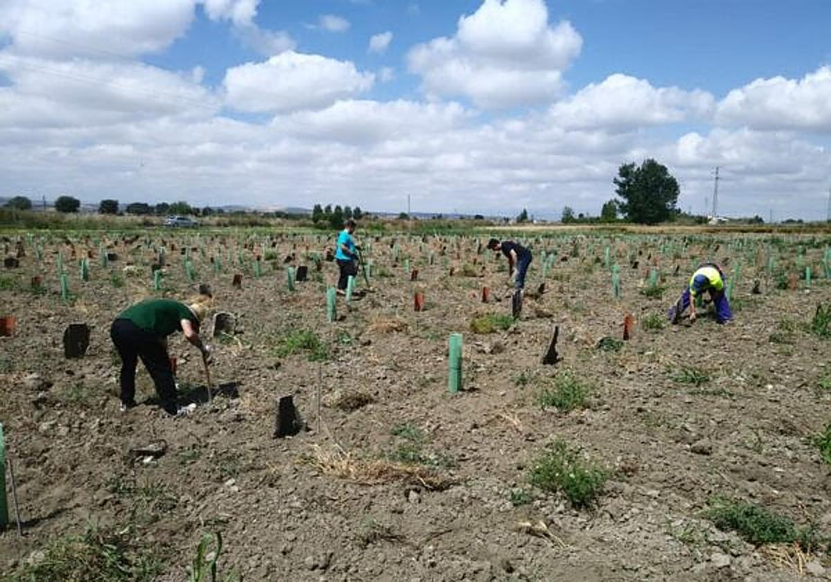 Imagen principal - Imágenes de la investigación desarrollada en el Ifapa Camino de Purchil.
