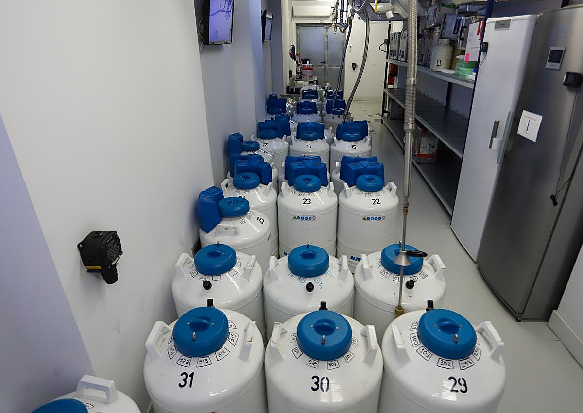 Imagen secundaria 1 - La salita donde se deposita la muestra de semen, Bidones donde se conserva el esperma. La última fase es la asignación de cada muestra a una receptora y su envío.