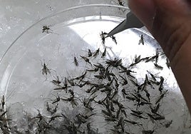 Un estudio en el que participa la UGR desvela la composición de la microbiota del mosquito principal vector del virus del Nilo