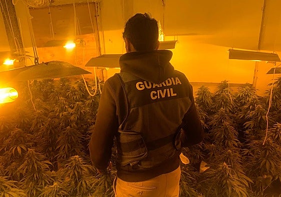 21 casas enganchadas a la luz y seis invernaderos de maría descubiertos en Pinos Puente