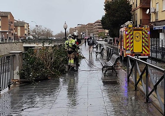 Uno de los árboles derribados por el temporal en Granada