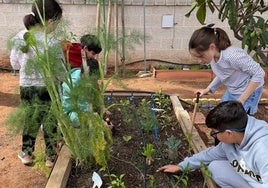 Escolares en el huerto de su colegio plantando hortalizas.