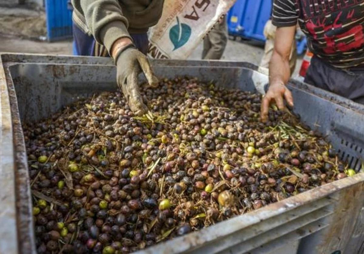 El DAT, el documento que puso fin a la rebusca de aceituna tradicional