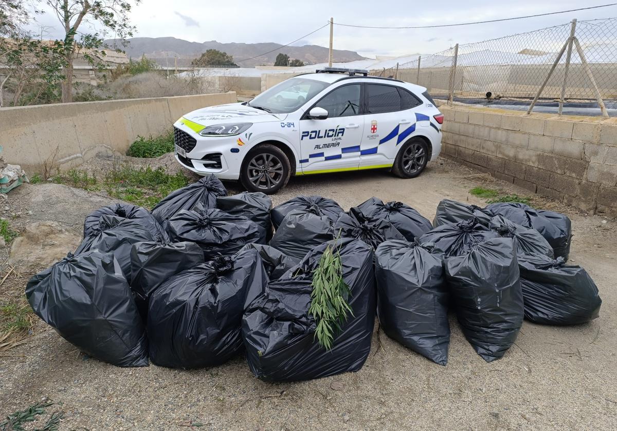 Un rescate de cuatro perros destapa más de 700 plantas de marihuana en un barrio de Almería