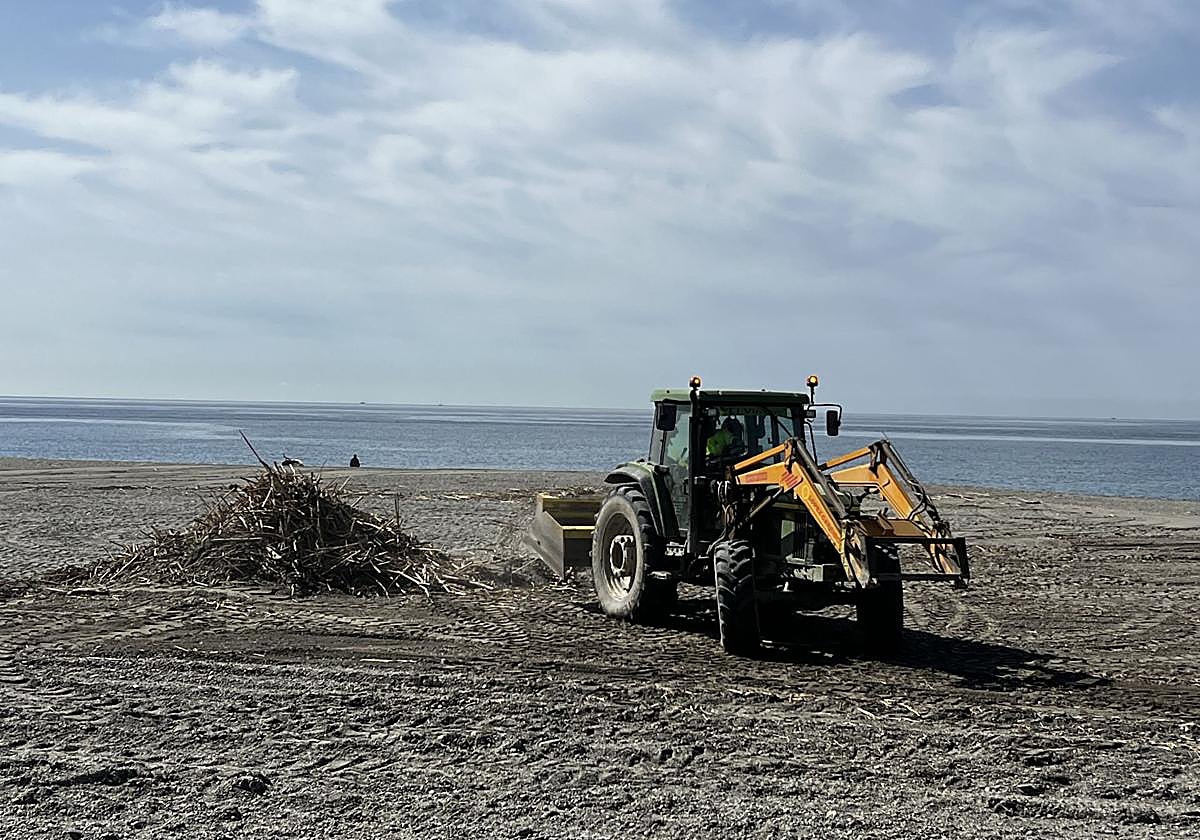 Una máquina retira las cañas depositadas por los temporales en el litoral.