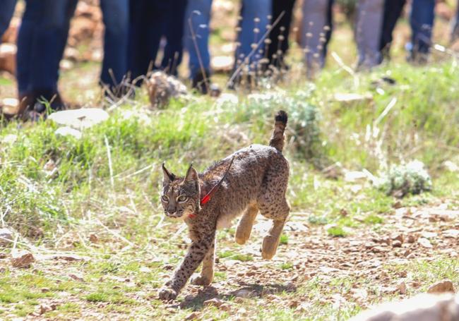 Uno de los linces liberados en la Sierra de Arana.