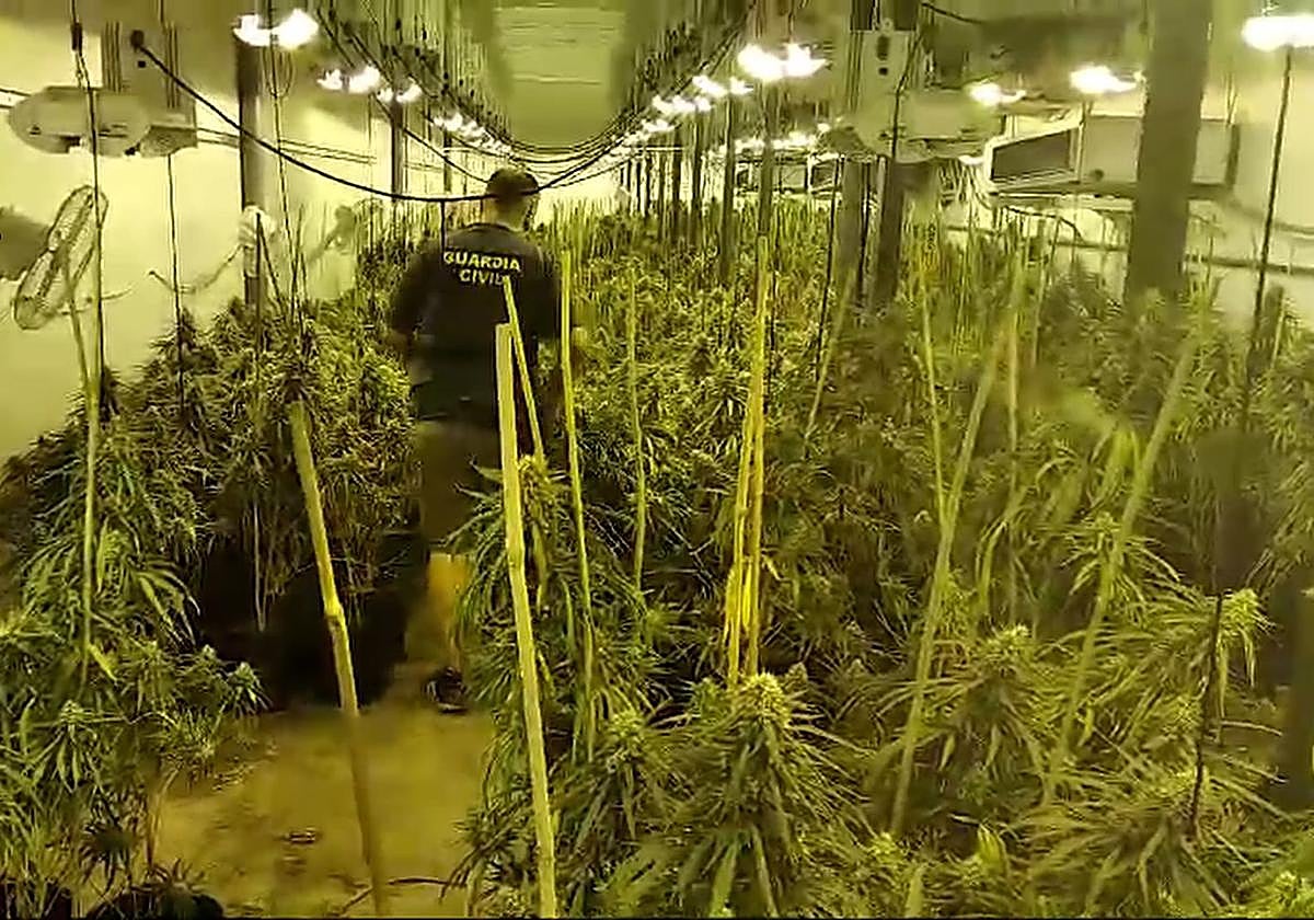 Condenado por un cultivo de más de 1.500 plantas de marihuana en una nave de Huércal de Almería