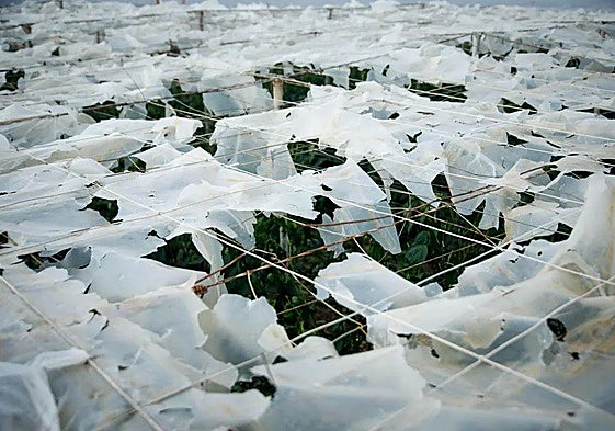 Las ayudas del Gobierno por la DANA superan ya los 10 millones en Almería